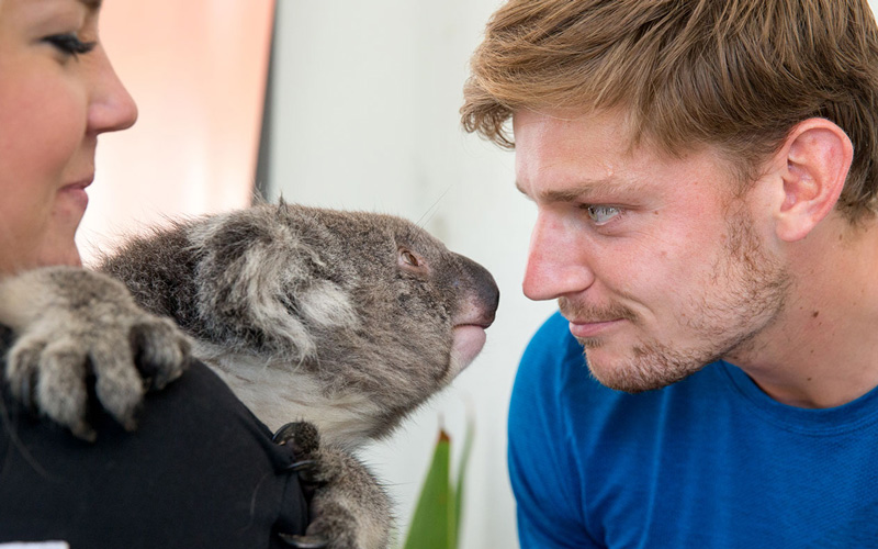 Ausztráliában koalával, péntektől a magyarokkal néz farkasszemet Goffin